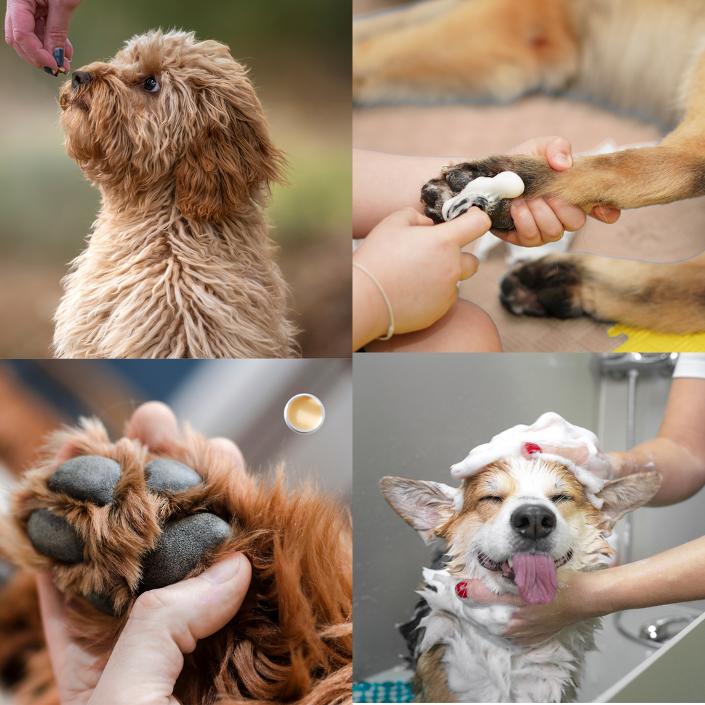 Collage of four images featuring a dog being petted, its paw being examined, a close-up of its paw, and it being bathed.