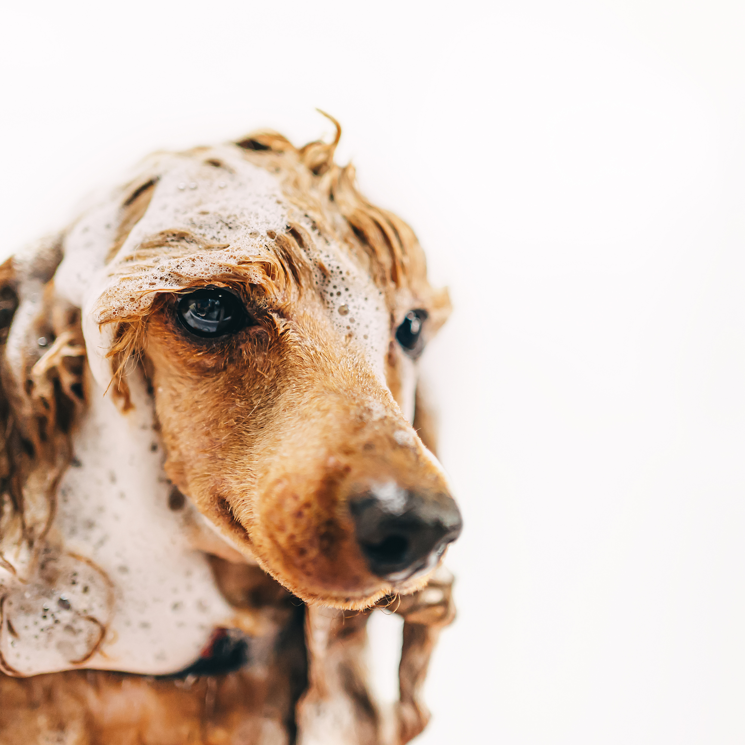 Close-up of a horse's face with soap suds on a white background